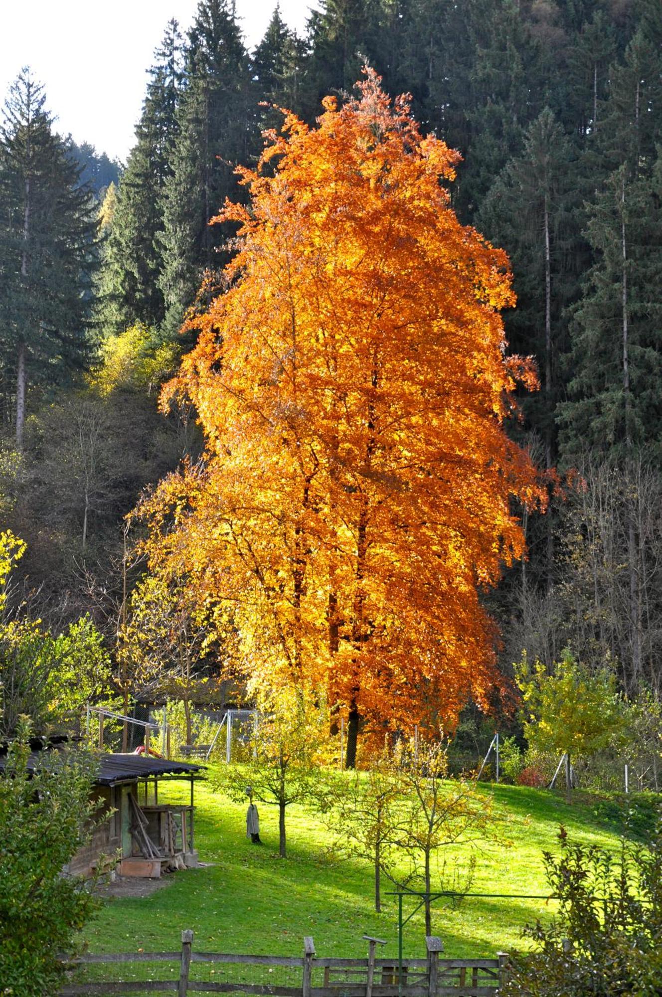 Gasthof Edelweiss 3*